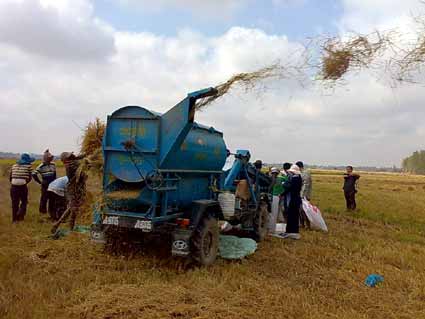 1219381132_Qtp8JjsM_rice-_cambodian_rice_harvest