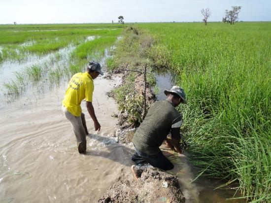 1219381132_U27sWtzo_rice_flooding005