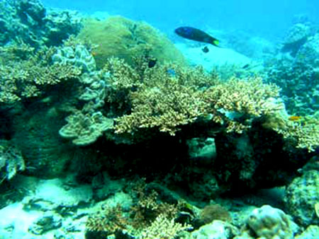 1219381132_mT8BXIfU_DiveSites_KohRongSaloemUnderwater