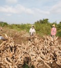 cambodian_cassava