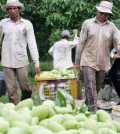 7-mango-farmers_kandal