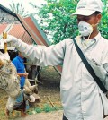 Bird flu - dead duck (AFP)