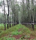 Rubber Plantation