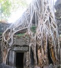 ta-prohm-banyan