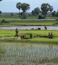 Rice-Field-Cambodia_1