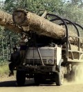 cambodia_illegallogging_apimages__468