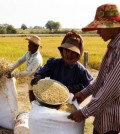 Farmers collect rice in a rice paddy field in Kandal province