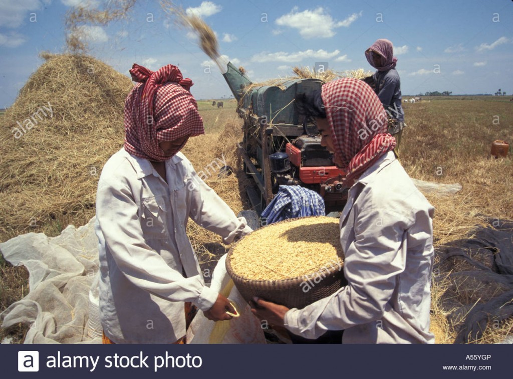 painet-ix1813-cambodia-rice-harvest-time-diesel-powered-thresher-clean-A55YGP