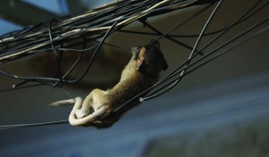 A baby monkey chews on electrical wires. KT/Siv Channa