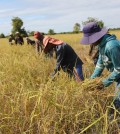 Farmers harvesting their paddy in Kampong Speu province. KT/Chor Sokunthea.