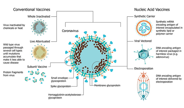 코로나19 백신 원리에 관한 도식