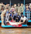 Worlds-largest-freshwater-fish-released-into-Tonle-Sap-Lake