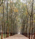 topic-12-rubber-plantation-at-memot-district-in-tbong-khmom-province_19_01-2016heng-chivoan-2