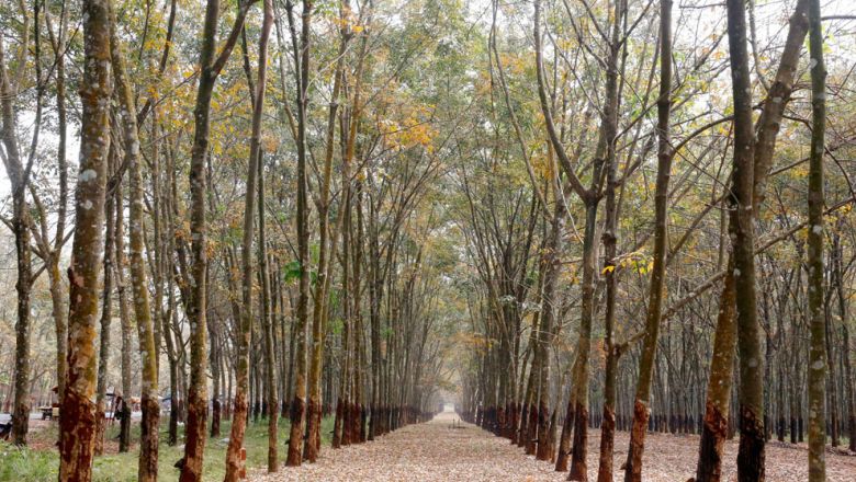 topic-12-rubber-plantation-at-memot-district-in-tbong-khmom-province_19_01-2016heng-chivoan-2