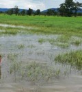 topic-13.-rice-flood-in-preah-vihear-province-on-oct-10-2022-by-preah-vihear-admin-1