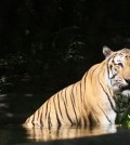 the-tigers-walks-at-phnom-tamao-zoological-park-and-wildlife-rescue-center-by-valinda-aim