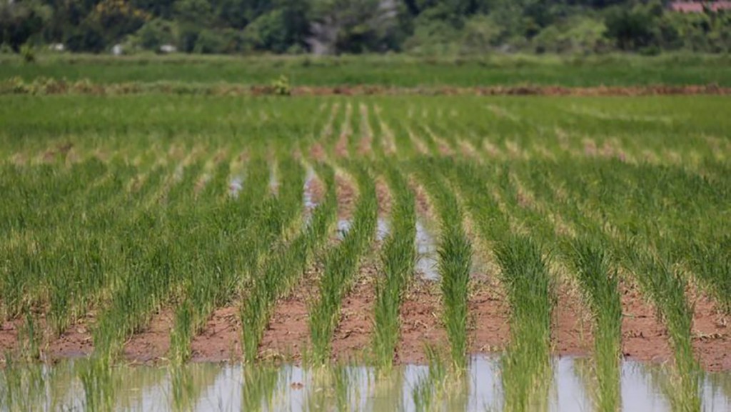 rice-field-at-takeo