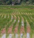 rice-field-at-takeo