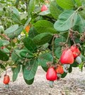 topic-20-farmers-was-collectting-cashew-nut-seeds-at-keo-seima-district-in-mondulkiri-province-in-the-pastby-usaid-morodok-baitang-2