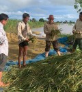▲ 꽁 께아 농림수산부 쌀부서장이 지난주 깜뽕톰 주 내 홍수피해 규모를 점검하고 있다.