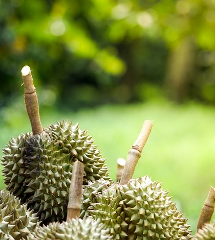 Durian pits that the gardeners cut down from the tree before bei