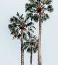 palmtree