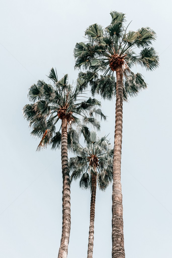 palmtree