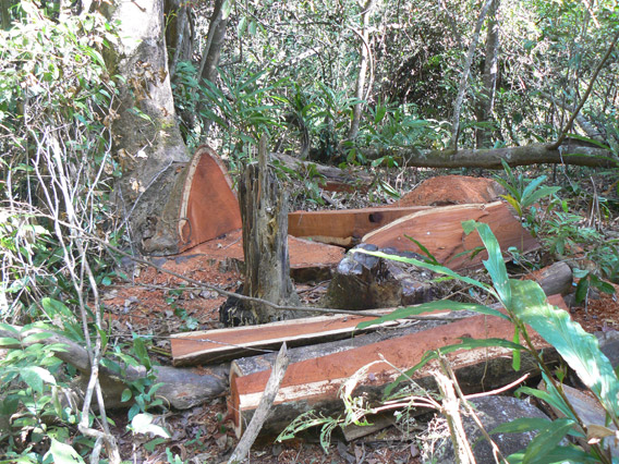 mccann.illegallogging.P1060313.568