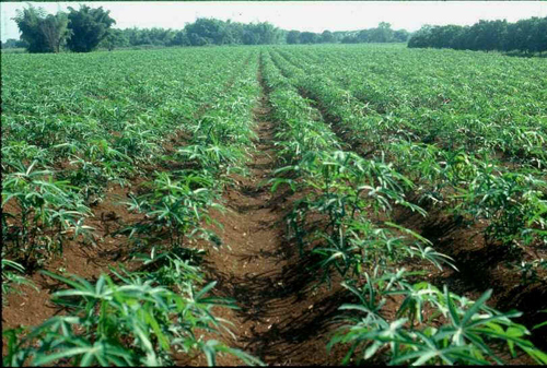 cassava