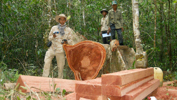 wood