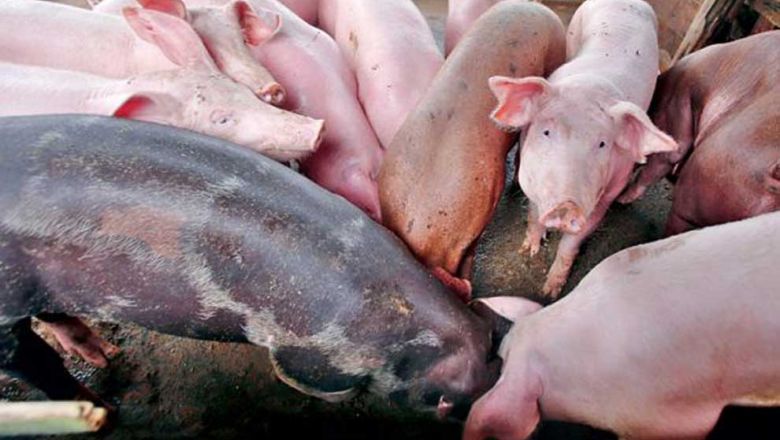a_herd_of_pigs_at_a_farm_in_kampong_chhnang_province._heng_chivoan