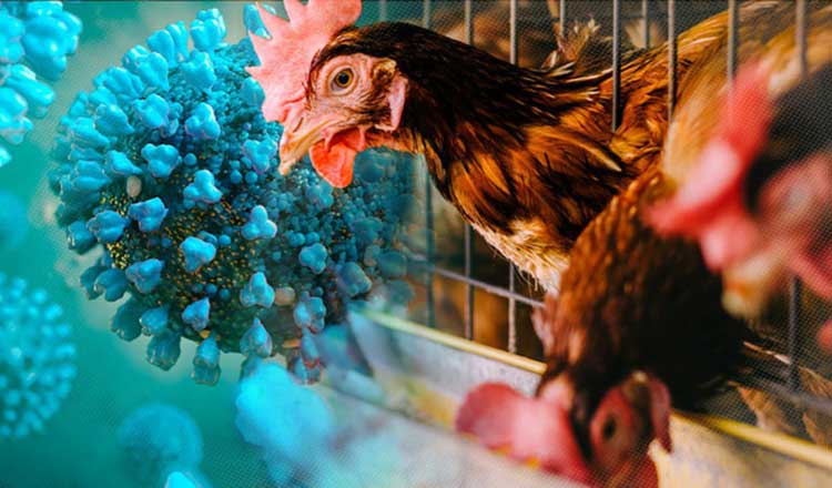 bird-flu28087